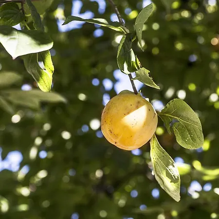 Ca' Ciaran לינה וארוחת בוקר Chiarano